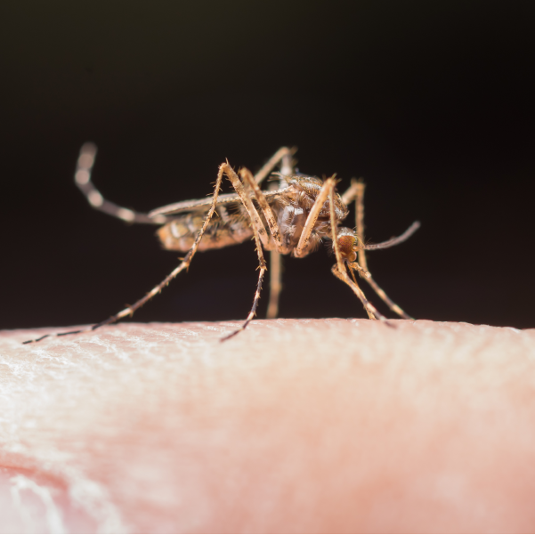 Dengue, la epidemia de la que nadie habla