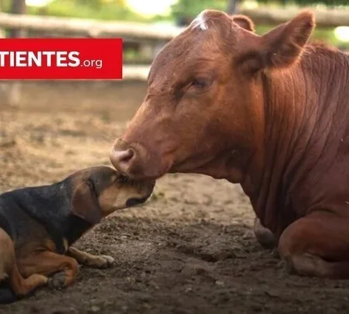 Ley sintientes: buscan que los animales dejen de ser considerados "cosas"