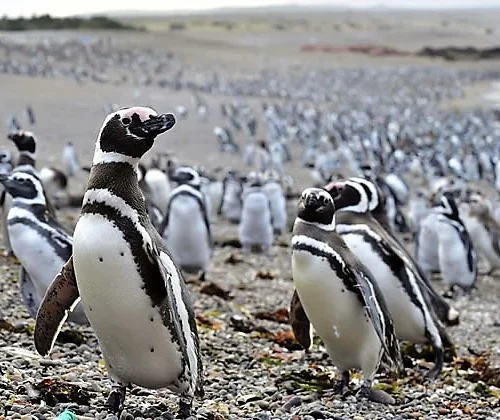 Juicio Oral por la Masacre de Pingüinos en Punta Tombo