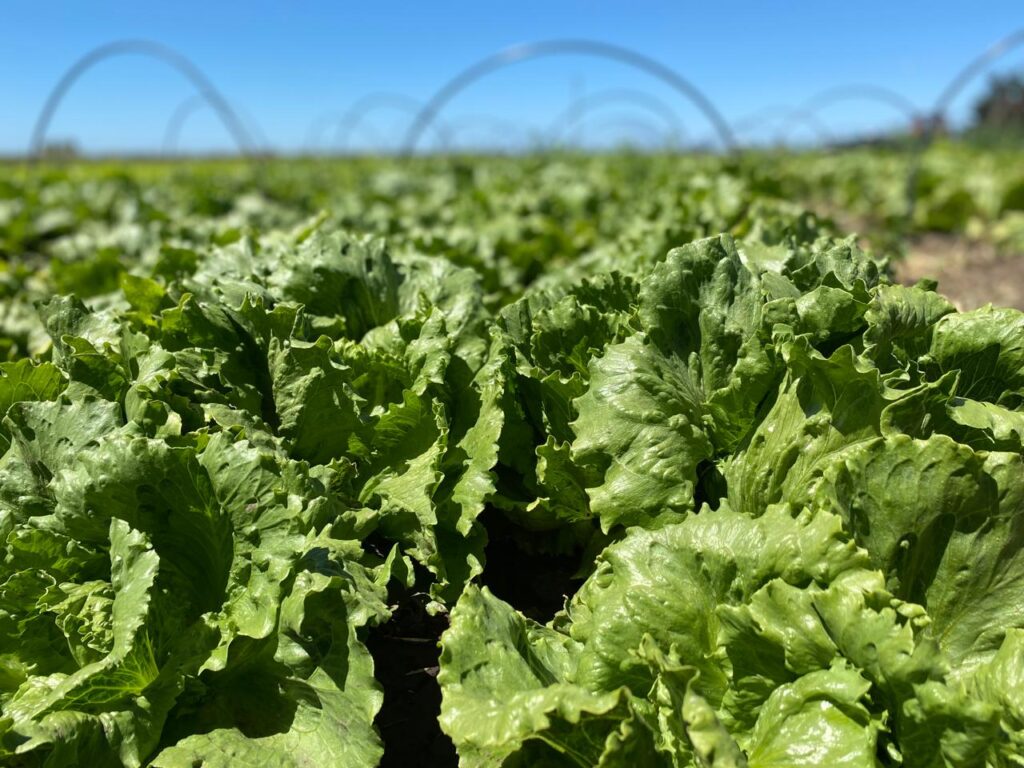 Comida o industria: ¿Qué esconden nuestros alimentos? Comida o industria: ¿Qué esconden nuestros alimentos?