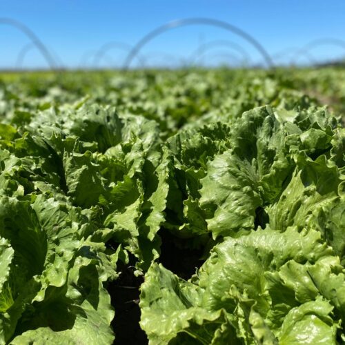 Comida o industria: ¿Qué esconden nuestros alimentos?