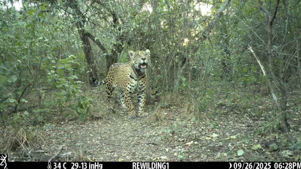 Una yaguareté liberada en Chaco fue asesinada