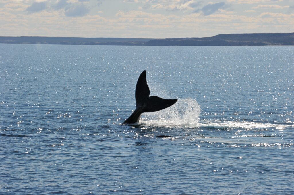 Golfo San Matías: las ballenas en riesgo por proyectos petroquímicos